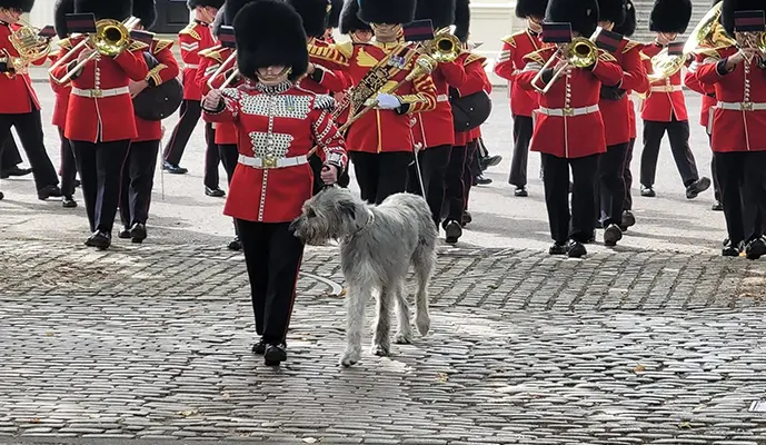 Changing of the Guard Guided Walking Tour - Image 4
