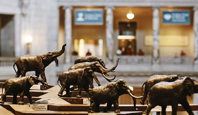 Smithsonian National Museum of Natural History Tour - Image 5