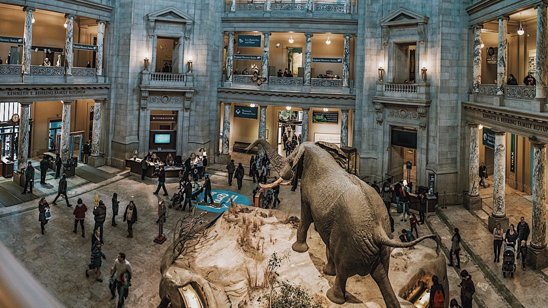 Combo: National Museum of Natural History + American History Museum